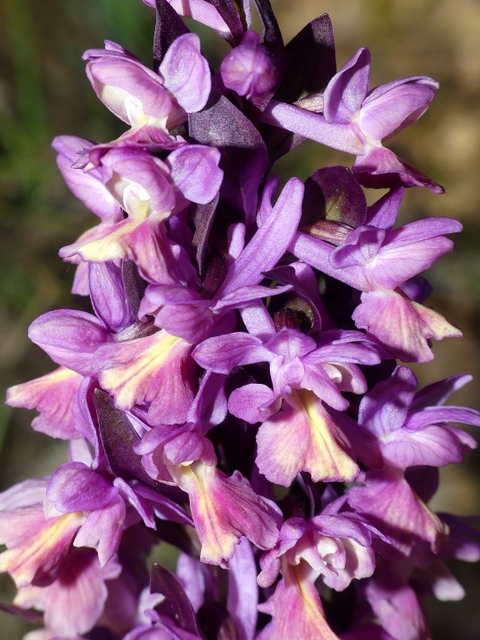 Dactylorhiza romana in una splendida variabilit - provincia di Caserta marzo 2019